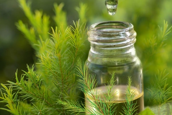 L&aacute; tr&agrave;m, tinh dầu tr&agrave;m s&aacute;t khuẩn, ti&ecirc;u vi&ecirc;m, ph&ograve;ng vi&ecirc;m đường h&ocirc; hấp