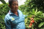 "Cây phát tài" mận An Phước đỏ mọng, ngọt mát lịm trên đất Cần Thơ