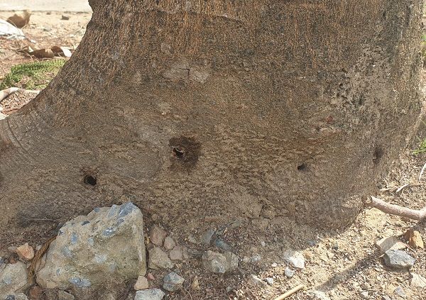 Yêu cầu xác minh, làm rõ việc loạt cây xanh bị đục lỗ, chết khô tại Hải Phòng