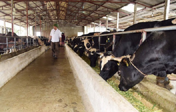 Hà Nội phát triển chăn nuôi theo vùng, xã trọng điểm