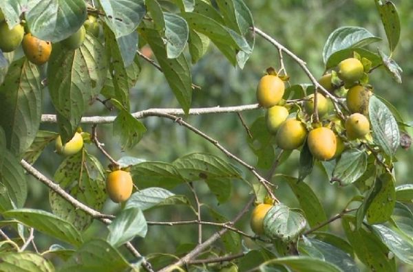 Bắc Kạn: Nức tiếng đặc sản hồng không hạt Bắc Kạn: Nức tiếng đặc sản hồng không hạt