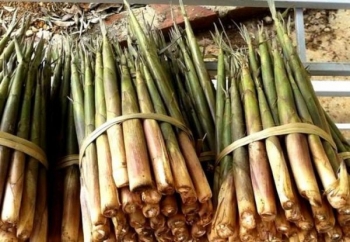 Mở rộng diện tích trồng măng đặc sản tại Lào Cai