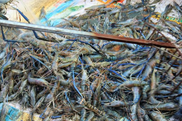 Đầu tháng 9, giá tôm nguyên liệu tăng trở lại