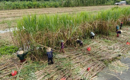 Giá mía giảm mạnh so với đầu mùa