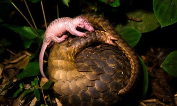 Công an Nghệ An chặn bắt ô tô chở 6 con tê tê