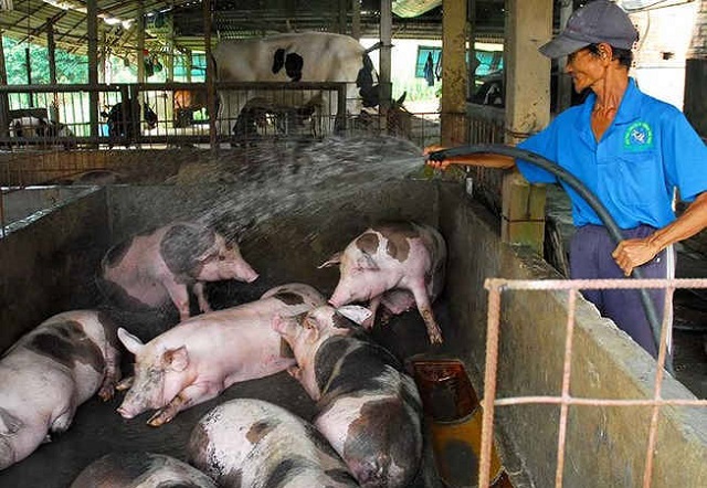 Gi&aacute; lợn hơi h&ocirc;m nay 2/9, tiếp đ&agrave; giảm, thấp nhất 75.000 đồng/kg