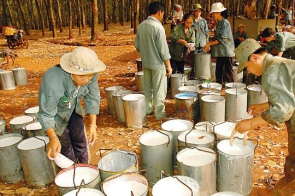Giá cao su hôm nay 2/9: Quay đầu tăng