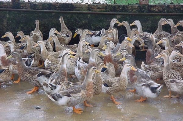 Thanh Hóa: Triển khai mô hình nuôi vịt biển theo hướng an toàn sinh học