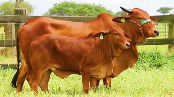 Nghệ An tặng hàng trăm bê sinh sản cho các hộ nghèo