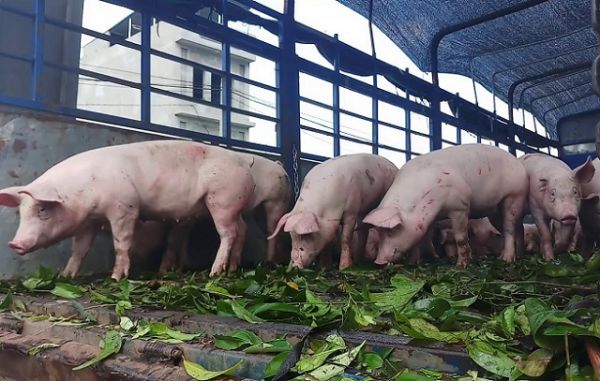 Giá thịt lợn hôm nay 3/9: Tiếp tục duy trì đà giảm