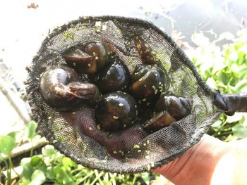 Ốc nhồi hợp đất Thái Nguyên