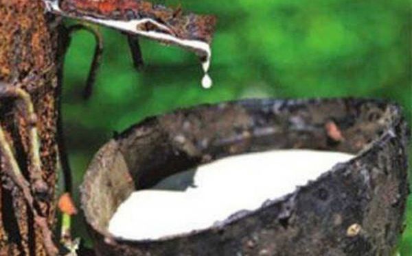 Giá cao su hôm nay 3/9: Phiên chiều lao dốc