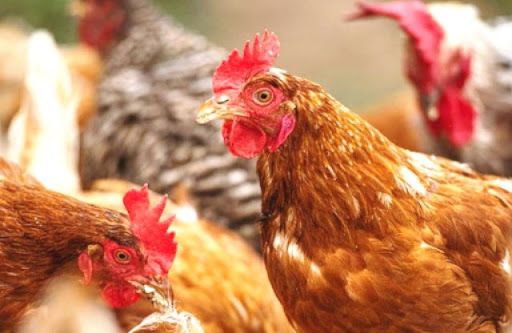 Việt Nam chưa ghi nhận trường hợp người mắc bệnh do chủng virus A/H5N6