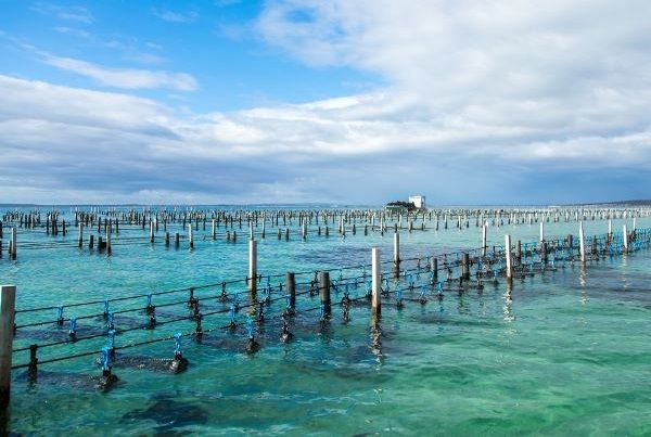 Hạn chế tối đa thiệt hại trong nuôi trồng thủy sản