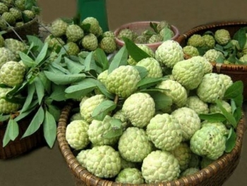 Tìm đầu ra cho đặc sản na Chi Lăng - Lạng Sơn