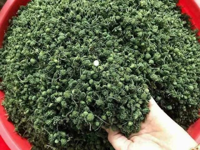 Hoa tam thất l&agrave; phần hoa của c&acirc;y tan thất