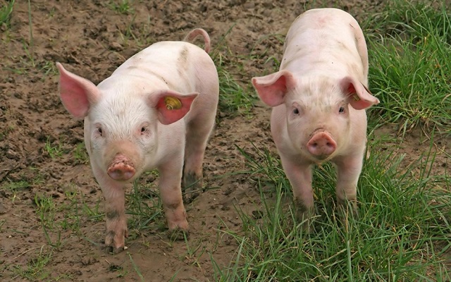 Giá thịt lợn hơi hôm nay 4/9 giảm nhỏ giọt