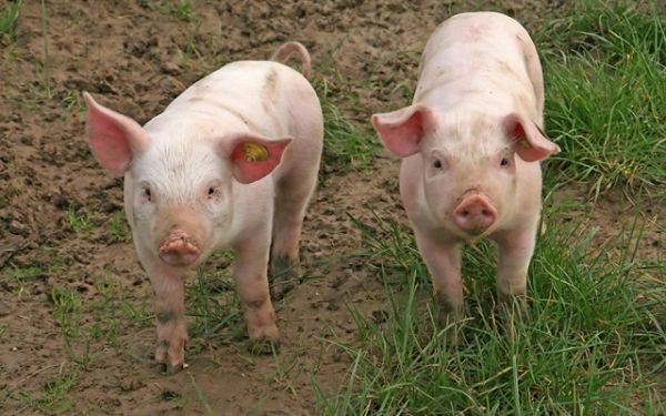 Giá thịt lợn hôm nay 4/9: Giảm nhỏ giọt, thấp nhất 74.000 đồng/kg