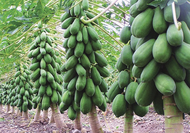 Gi&aacute; đu đủ tại một số tỉnh th&agrave;nh ở Đồng bằng s&ocirc;ng Cửu Long đang tăng mạnh