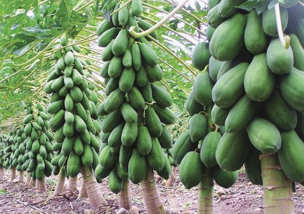 ĐBSCL: Giá đu đủ tại nhiều tỉnh thành tăng mạnh