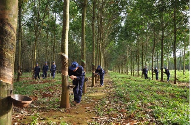 Xuất khẩu cao su trong tháng 8 tăng cả lượng và giá trị