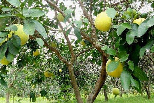 Người Hà Tĩnh phấn khởi vì bưởi Thượng Lộc bội thu