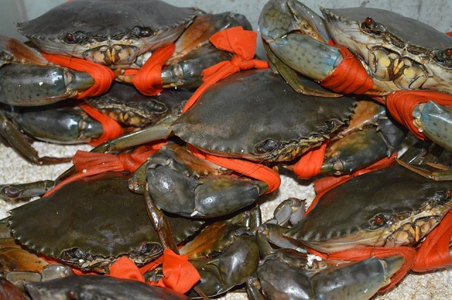 Nuôi cua biển sử dụng chế phẩm sinh học