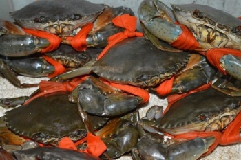 Ninh Bình: Nuôi cua biển sử dụng chế phẩm sinh học