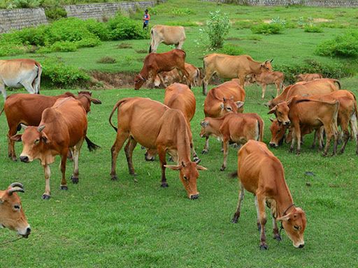 Nhân rộng chuỗi liên kết chăn nuôi tại Thái Bình