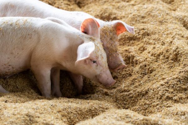 Giá thịt lợn hôm nay 5/9: Đi ngang tại 3 miền