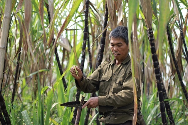 UBND tỉnh Kon Tum yêu cầu các đơn vị, địa phương triển khai đồng bộ các nhiệm vụ trọng tâm