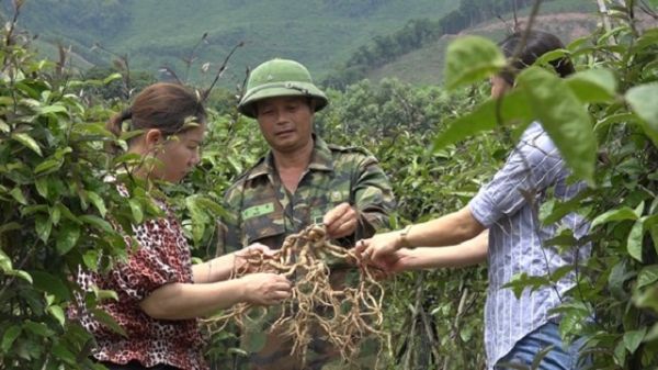 Quảng Ninh: Đưa Ba Chẽ trở thành trung tâm kinh tế lâm nghiệp và cây dược liệu