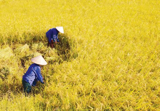 Cần Thơ: Lúa Thu - Đông được mùa, cao giá