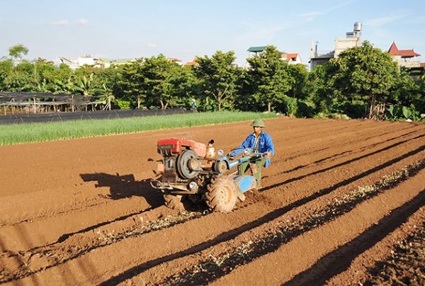 Hà Nội: Thực hiện đồng bộ các giải pháp gieo trồng vụ Đông trong khung thời vụ Hà Nội: Thực hiện đồng bộ các giải pháp gieo trồng vụ Đông trong khung thời vụ