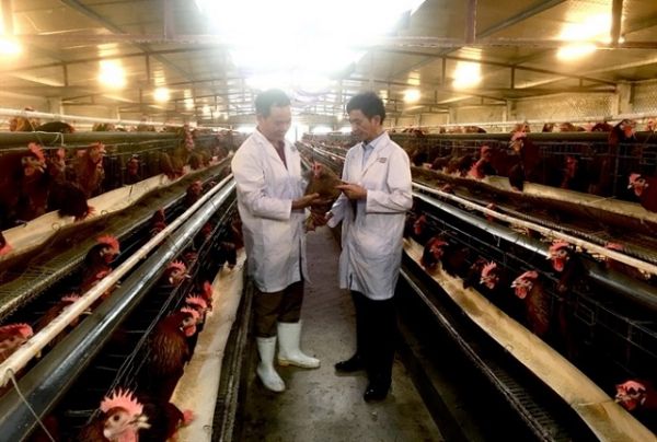 Hà Nội: Khống chế nhiều dịch bệnh trên đàn gia súc, gia cầm Hà Nội: Khống chế nhiều dịch bệnh trên đàn gia súc, gia cầm