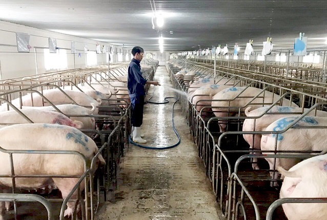 Giá lợn hơi hôm nay 7/9 giảm đồng loạt trên cả 3 miền