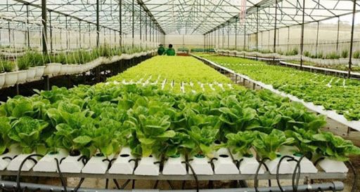 Sớm triển khai Dự án Thực phẩm nông nghiệp an toàn tại Đồng Tháp