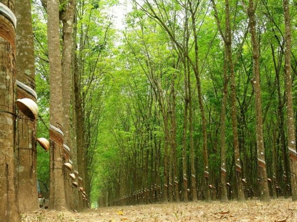 Giá cao su hôm nay 7/9: Phiên chiều tăng nhẹ