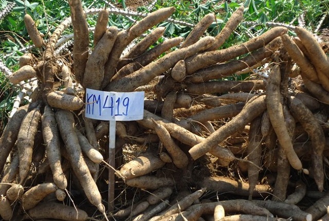 Xuất khẩu tinh bột sắn sang Trung Quốc vọt tăng hơn 70%