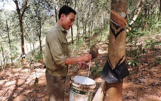 Cập nhật giá cao su hôm nay 8/9: Đồng loạt tăng