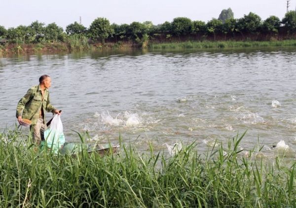 Bắc Ninh: Đẩy mạnh phát triển nghề nuôi trồng thủy sản