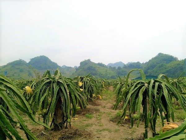 Sơn La: Người vùng cao ổn định cuộc sống nhờ cây thanh long