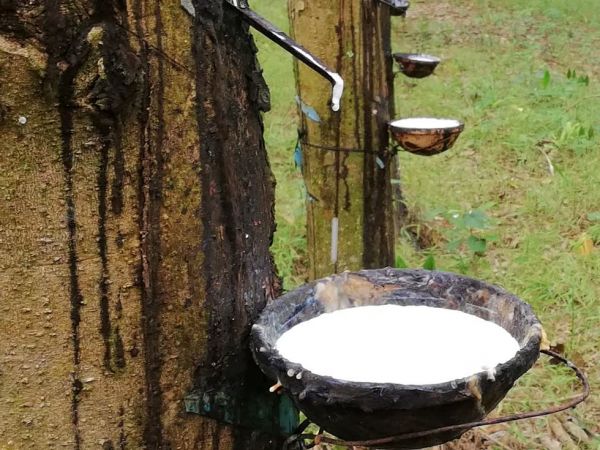 Cập nhật giá cao su chiều nay 8/9: Diễn biến trái chiều