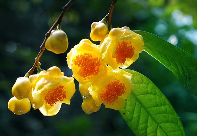 rong những năm gần đ&acirc;y, c&ocirc;ng dụng của tr&agrave; hoa v&agrave;ng được nhiều người biết đến hơn nhiều hơn