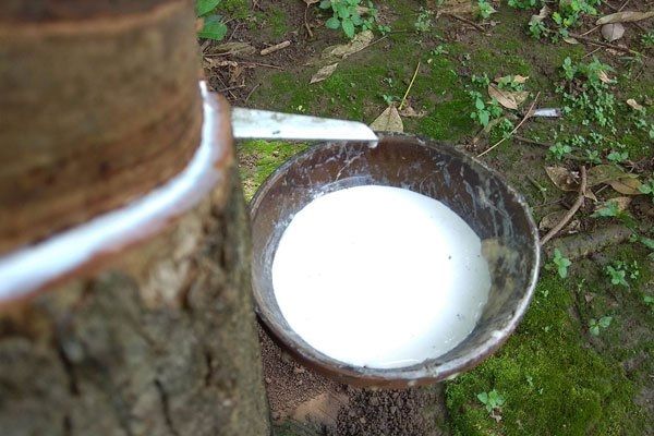 Cập nhật giá cao su hôm nay 9/9: Bật tăng trở lại