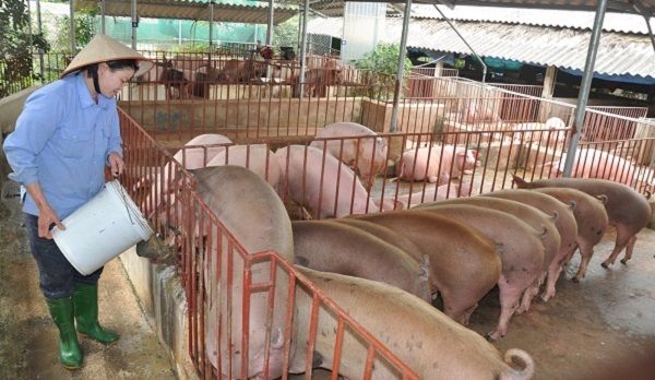 Giá thịt lợn hôm nay 9/9: Tiếp tục tăng nhẹ tại 2 miền Bắc-Nam