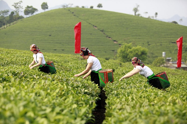 Trong th&aacute;ng 8, gi&aacute; ch&egrave; nguy&ecirc;n liệu trong nước kh&ocirc;ng c&oacute; nhiều biến động