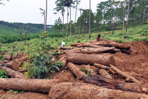 Sai phạm tại các dự án rừng ở Lâm Đồng: Công an vào cuộc