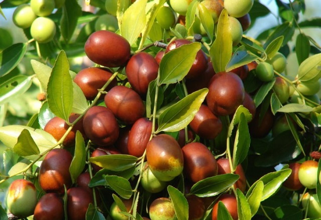 T&aacute;o đỏ hay c&ograve;n được gọi l&agrave; đại t&aacute;o, trong Đ&ocirc;ng y l&agrave; một vị thuốc quen thuộc v&agrave; mang đến nhiều c&ocirc;ng dụng tuyệt vời