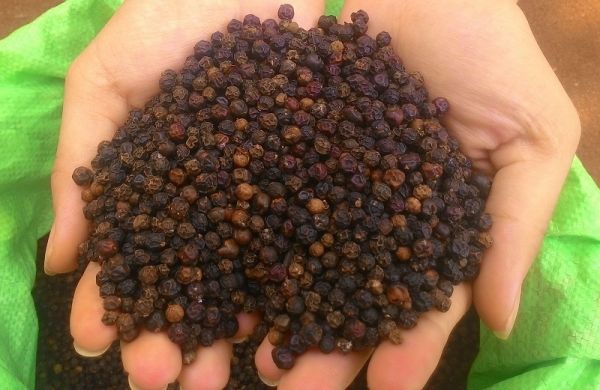 Giá hồ tiêu hôm nay 10/9: Tiếp tục đi ngang